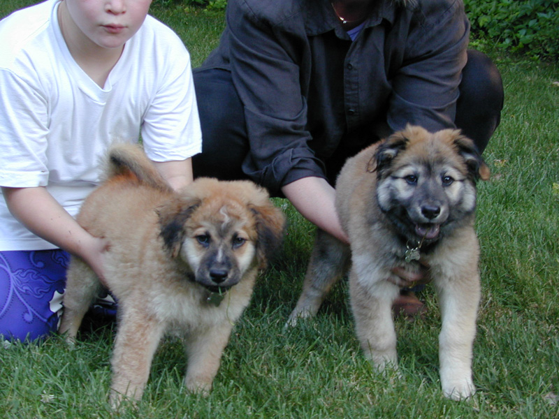 Puppies 2, 10 wks, 7.22.02